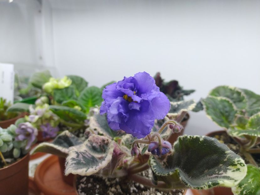 1 martie 2022 - Zzz_Arctic Bliss_ out