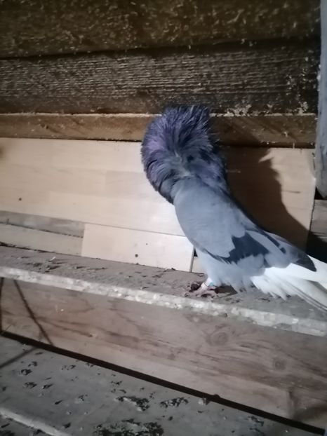  - maria stuar albastrii