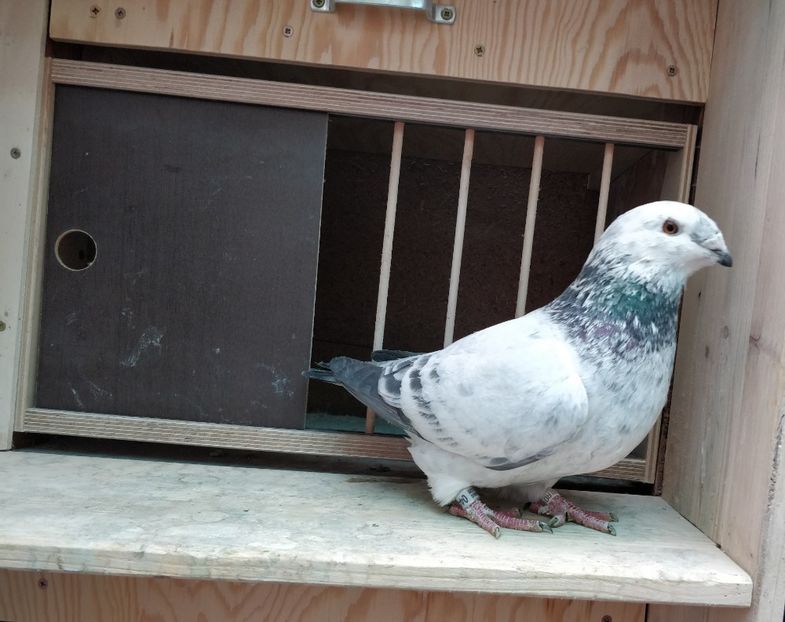 11 - Poze porumbei ianuarie 2022