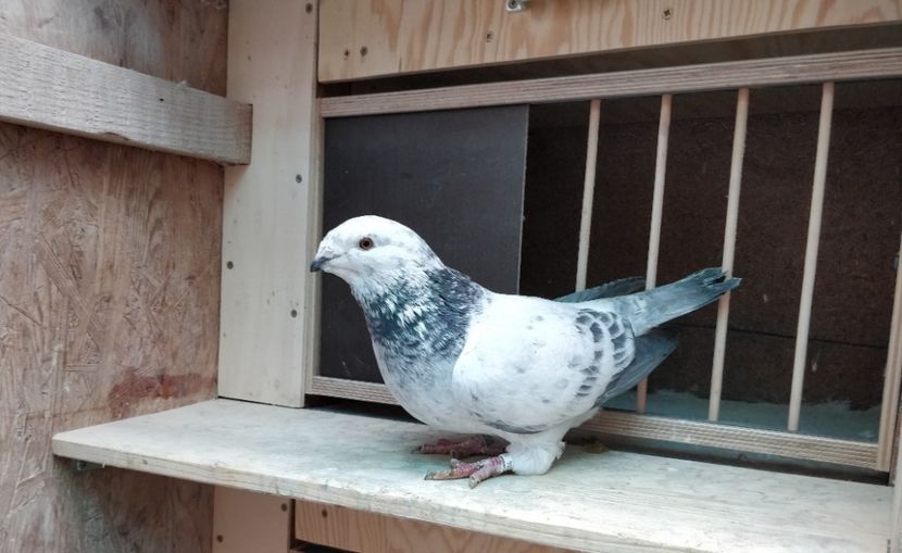 12 - Poze porumbei ianuarie 2022