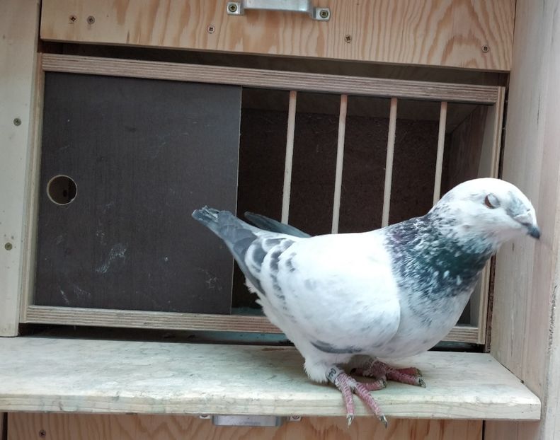 13 - Poze porumbei ianuarie 2022