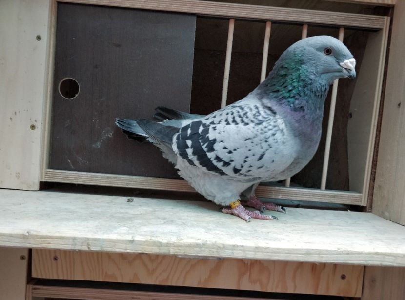 15 - Poze porumbei ianuarie 2022