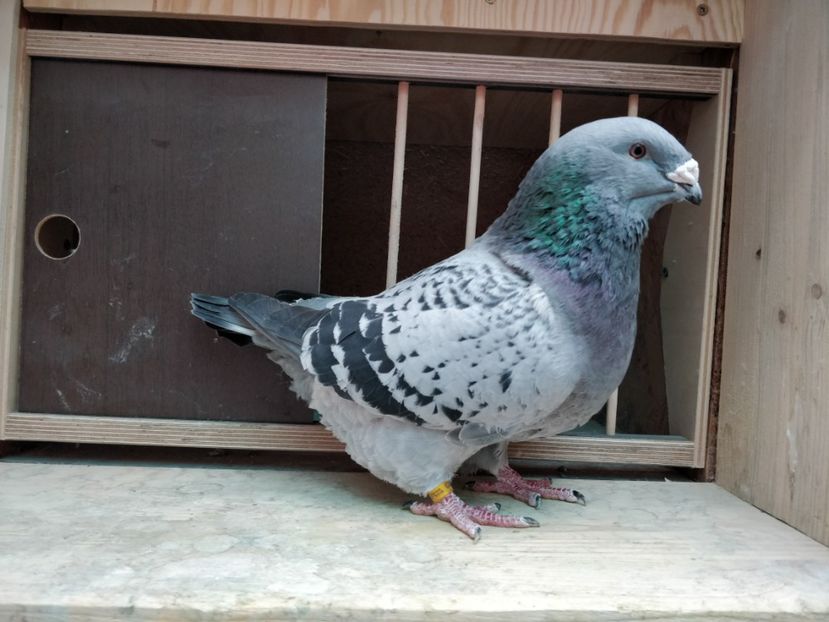 16 - Poze porumbei ianuarie 2022