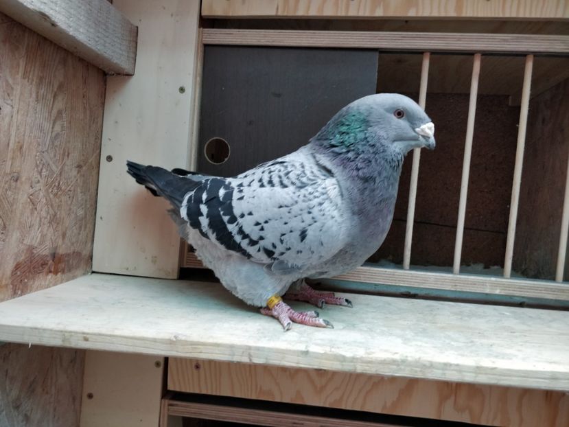 17 - Poze porumbei ianuarie 2022