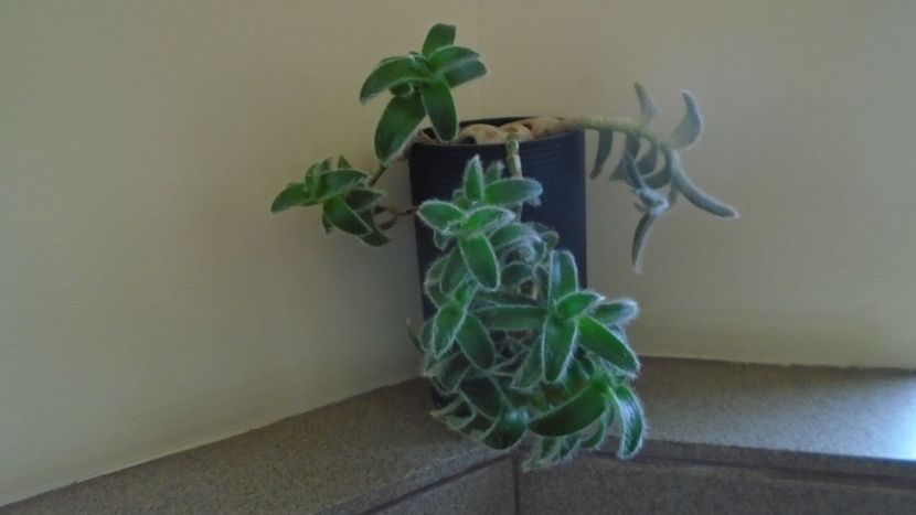 Cyanotis (Tradescantia) somaliensis - Suculente-Agave-Yucca si Dracaena 2021