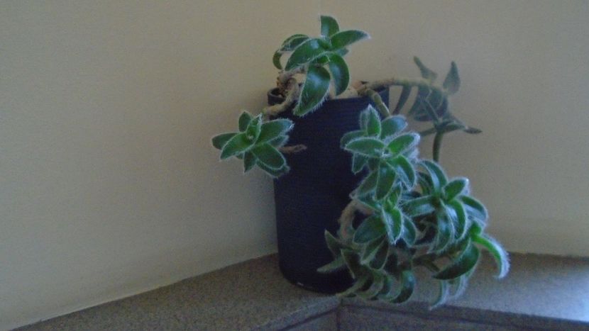 Cyanotis (Tradescantia) somaliensis - Suculente-Agave-Yucca si Dracaena 2021