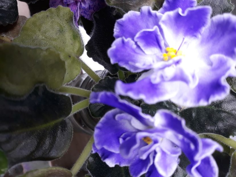 AV Tenerife - PORTRETE