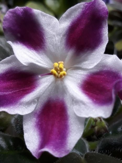 R S Margaret - PORTRETE