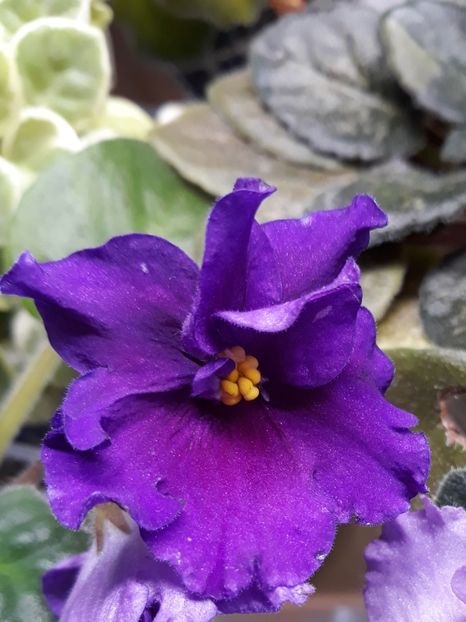 E K Magnitania Anomalia - PORTRETE