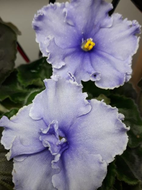 EK Nautilius - PORTRETE