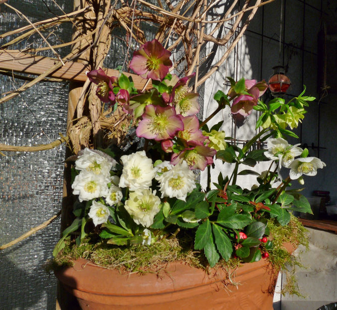  - Helleborus - Spanz