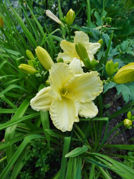  - Hemerocallis