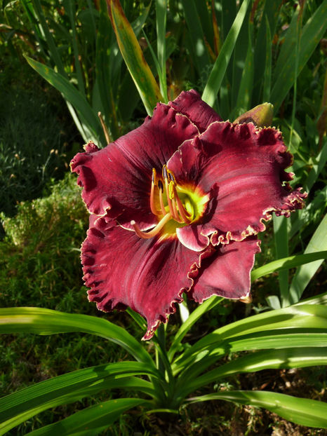  - Hemerocallis
