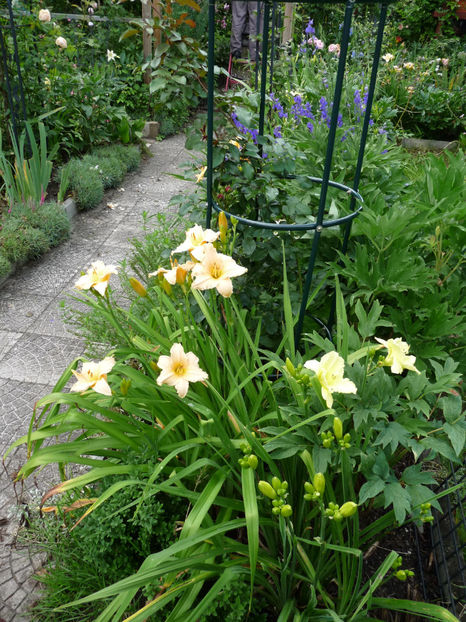  - Hemerocallis