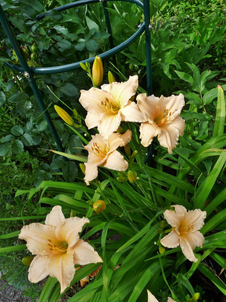  - Hemerocallis