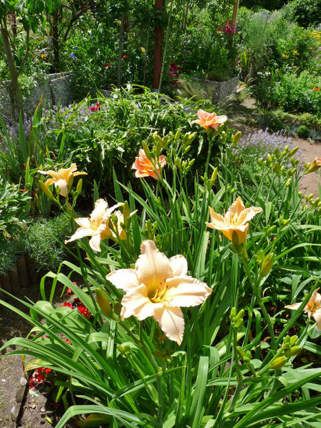  - Hemerocallis