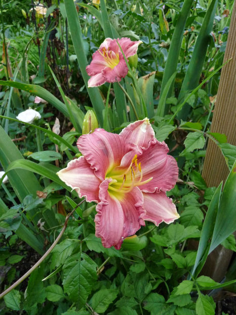  - Hemerocallis