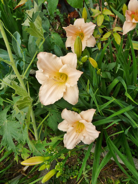  - Hemerocallis