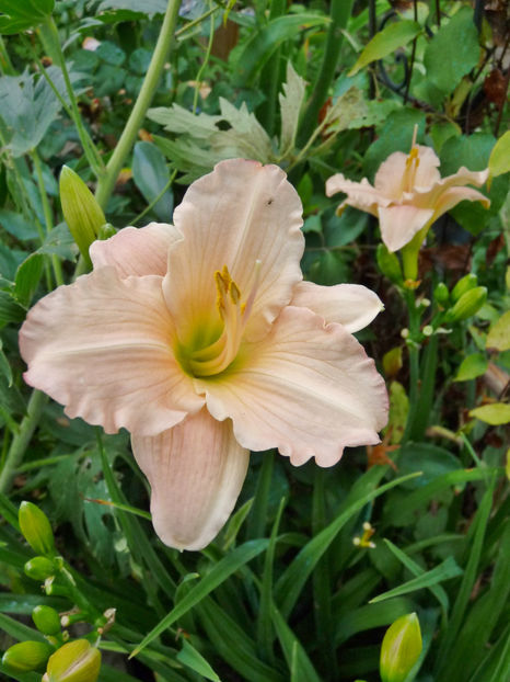  - Hemerocallis