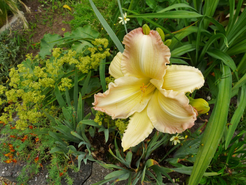  - Hemerocallis