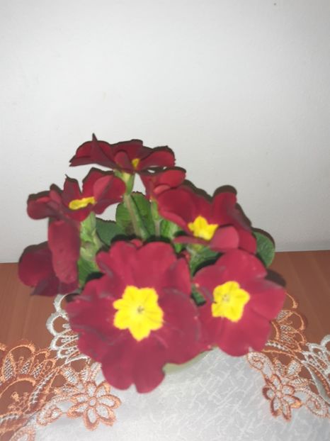  - Flori de Primavarã-Varã 2022