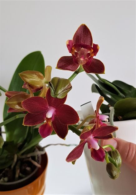 Sogo Red Star - simplă și pelorică - Phalaenopsis 2