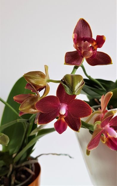  - Phalaenopsis 2