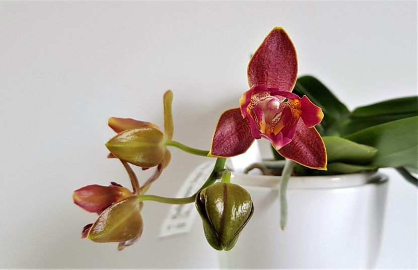  - Phalaenopsis 2