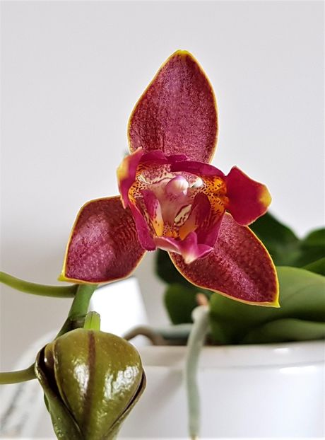  - Phalaenopsis 2
