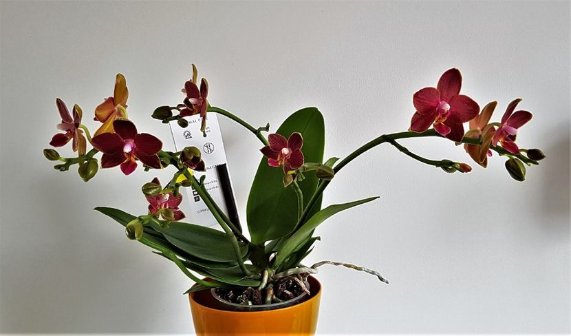  - Phalaenopsis 2