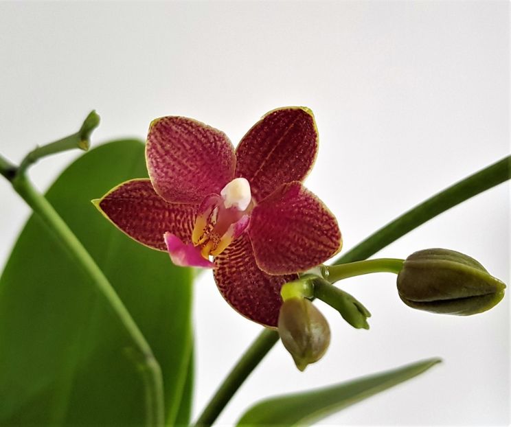 - Phalaenopsis 2