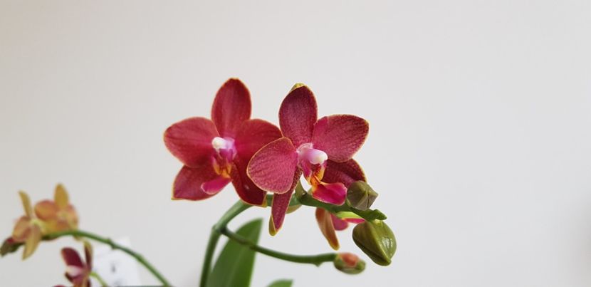  - Phalaenopsis 2