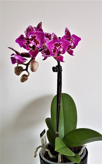  - Phalaenopsis 2
