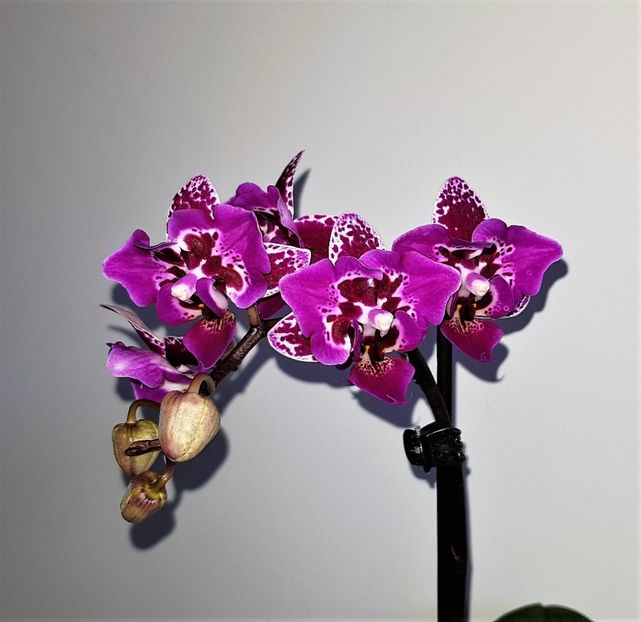  - Phalaenopsis 2