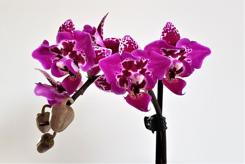Formosa Cranberry 'Wilson' ? - Phalaenopsis 2