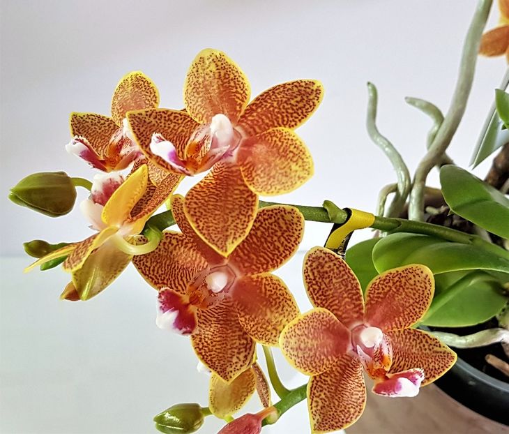  - Phalaenopsis 2