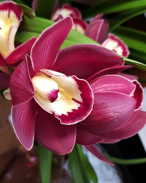  - Cymbidium
