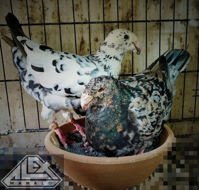  - Nu îmi aparțin 3