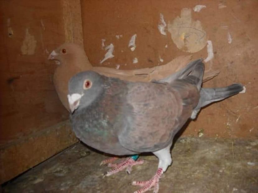  - PORUMBEI VANDUTI 2