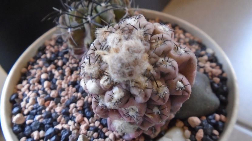Eriosyce (Thelocephala) odieri (Neochilenia reichei) - Cactusi 2021 bis