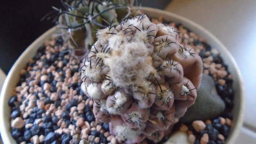 Eriosyce (Thelocephala) odieri (Neochilenia reichei) - Cactusi 2021 bis