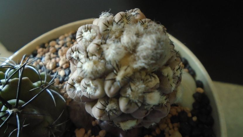 Eriosyce (Thelocephala) odieri (Neochilenia reichei) - Cactusi 2021 bis
