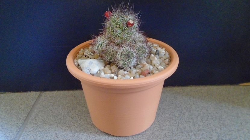 Mammillaria mazatlanensis - Cactusi 2021 bis