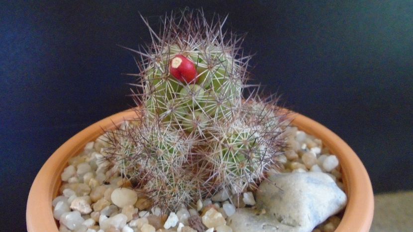 Mammillaria mazatlanensis - Cactusi 2021 bis