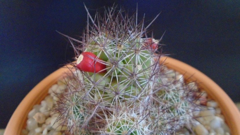 Mammillaria mazatlanensis - Cactusi 2021 bis