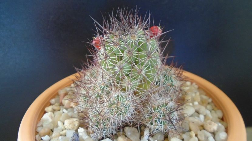 Mammillaria mazatlanensis - Cactusi 2021 bis