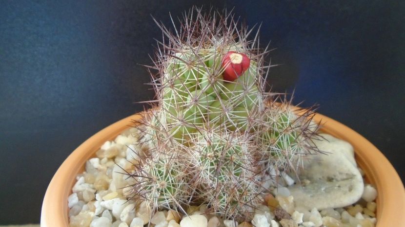 Mammillaria mazatlanensis - Cactusi 2021 bis