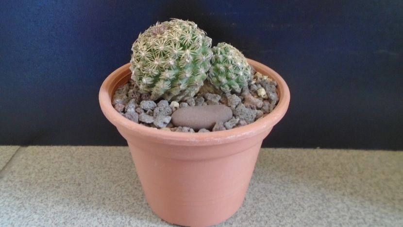 Pediocactus simpsonii (-10- -25C) - Cactusi 2021 bis