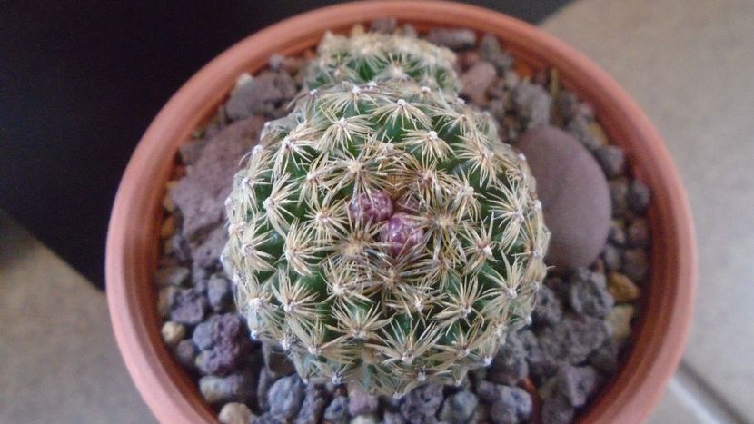 Pediocactus simpsonii (-10- -25C) - Cactusi 2021 bis