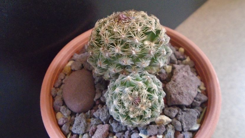 Pediocactus simpsonii (-10- -25C) - Cactusi 2021 bis